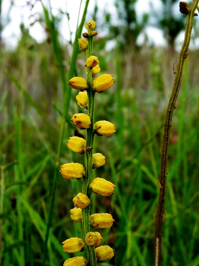 {Aletris aurea}